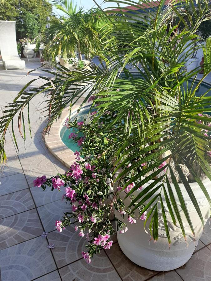 Palmita Hotel Hostel 奥拉涅斯塔德 外观 照片
